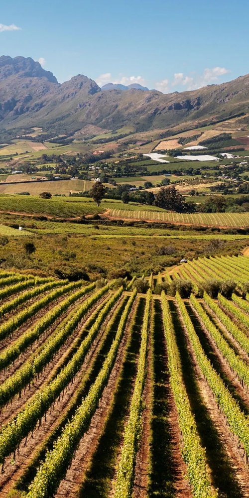 Driving in Stellenbosch, ZA